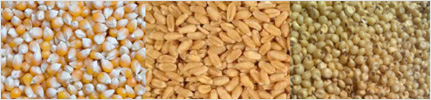 AnimalFeeds_03